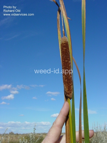 cattail, narrowleaf
